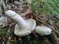 Fehértejű keserűgomba (Lactifluus piperatus), Retyezát